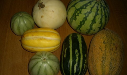 各种网红爆料吃瓜群,吃瓜群里的娱乐圈风云录